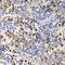 Ubiquitin Associated And SH3 Domain Containing B antibody, LS-C346247, Lifespan Biosciences, Immunohistochemistry frozen image 