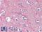 Tubulin antibody, LS-B3442, Lifespan Biosciences, Immunohistochemistry paraffin image 