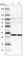 Solute carrier family 12 member 7 antibody, HPA041652, Atlas Antibodies, Western Blot image 