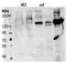 Contactin-4 antibody, orb167682, Biorbyt, Western Blot image 