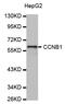 Cyclin B1 antibody, MBS125590, MyBioSource, Western Blot image 