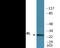 BCL2 Like 1 antibody, EKC2364, Boster Biological Technology, Western Blot image 