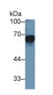 Matrix Metallopeptidase 3 antibody, LS-C715159, Lifespan Biosciences, Western Blot image 