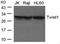 Twist Family BHLH Transcription Factor 1 antibody, GTX50821, GeneTex, Western Blot image 