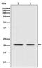 Cell Division Cycle 42 antibody, M00119, Boster Biological Technology, Western Blot image 