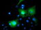 Baculoviral IAP Repeat Containing 5 antibody, LS-C172545, Lifespan Biosciences, Immunofluorescence image 