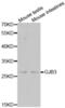 Gap Junction Protein Beta 3 antibody, abx002149, Abbexa, Western Blot image 