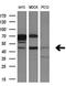 RAB3A Interacting Protein Like 1 antibody, M13261, Boster Biological Technology, Western Blot image 