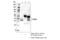 PVR Related Immunoglobulin Domain Containing antibody, 29599S, Cell Signaling Technology, Immunoprecipitation image 