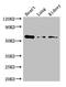 Glucagon Receptor antibody, CSB-PA009316LA01HU, Cusabio, Western Blot image 