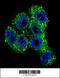 Transient Receptor Potential Cation Channel Subfamily M Member 8 antibody, 56-033, ProSci, Immunofluorescence image 