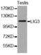 DNA Ligase 3 antibody, LS-C192822, Lifespan Biosciences, Western Blot image 
