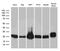 Cytochrome b-c1 complex subunit Rieske, mitochondrial antibody, MA5-27471, Invitrogen Antibodies, Western Blot image 