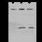 Glycine Receptor Beta antibody, 203201-T44, Sino Biological, Western Blot image 