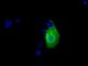 Ketohexokinase antibody, NBP2-02639, Novus Biologicals, Immunofluorescence image 