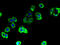 TBC1 domain family member 9B antibody, A61246-100, Epigentek, Immunofluorescence image 