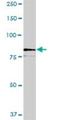 Sec1 Family Domain Containing 2 antibody, H00152579-B01P, Novus Biologicals, Western Blot image 