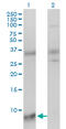 Small Nuclear Ribonucleoprotein Polypeptide G antibody, LS-C198237, Lifespan Biosciences, Western Blot image 