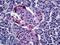 Pancreatic Polypeptide antibody, 46-213, ProSci, Enzyme Linked Immunosorbent Assay image 
