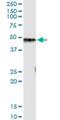 Carboxypeptidase B1 antibody, H00001360-M01, Novus Biologicals, Immunoprecipitation image 