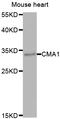 Mcpt5 antibody, LS-C348965, Lifespan Biosciences, Western Blot image 