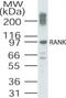 TNF Receptor Superfamily Member 11a antibody, NB100-56396, Novus Biologicals, Western Blot image 