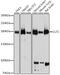 Clathrin Heavy Chain antibody, GTX65878, GeneTex, Western Blot image 