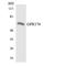 G Protein-Coupled Receptor 176 antibody, LS-C292020, Lifespan Biosciences, Western Blot image 