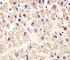 c-met antibody, F40179-0.4ML, NSJ Bioreagents, Immunofluorescence image 