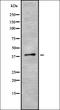 Serum paraoxonase/lactonase 3 antibody, orb337042, Biorbyt, Western Blot image 