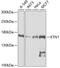 CG1 antibody, 19-913, ProSci, Western Blot image 