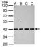 Aldolase, Fructose-Bisphosphate B antibody, PA5-30218, Invitrogen Antibodies, Western Blot image 