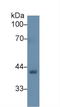 Biglycan antibody, LS-C297834, Lifespan Biosciences, Western Blot image 