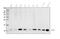  antibody, A08185-3, Boster Biological Technology, Western Blot image 