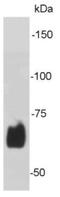 Lamin B2 antibody, NBP2-66923, Novus Biologicals, Western Blot image 