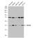 AKT1 Substrate 1 antibody, NBP2-19924, Novus Biologicals, Western Blot image 