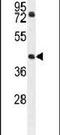 GTP Binding Protein 8 (Putative) antibody, PA5-24092, Invitrogen Antibodies, Western Blot image 