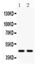 Wnt Family Member 3 antibody, PB9619, Boster Biological Technology, Western Blot image 