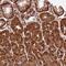 Breast Carcinoma Amplified Sequence 4 antibody, PA5-58549, Invitrogen Antibodies, Immunohistochemistry frozen image 