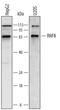 Ring Finger Protein 8 antibody, AF7114, R&D Systems, Western Blot image 