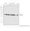 H1 Histone Family Member 0 antibody, PA5-51466, Invitrogen Antibodies, Western Blot image 