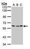 Angiopoietin 4 antibody, NBP1-32607, Novus Biologicals, Western Blot image 