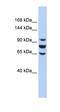 Serpin Family F Member 1 antibody, orb333703, Biorbyt, Western Blot image 