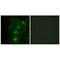 ALX Homeobox 3 antibody, PA5-49776, Invitrogen Antibodies, Immunofluorescence image 