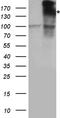 Insulin receptor substrate 2 antibody, TA890130, Origene, Western Blot image 