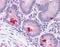 Leucine Rich Repeat Neuronal 4 antibody, orb96721, Biorbyt, Immunohistochemistry paraffin image 