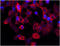 Podoplanin antibody, 337018, BioLegend, Immunofluorescence image 