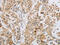 MAGE Family Member B4 antibody, CSB-PA083281, Cusabio, Immunohistochemistry paraffin image 