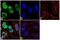 NOP2/Sun RNA Methyltransferase 2 antibody, 702036, Invitrogen Antibodies, Immunofluorescence image 