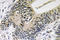 SMAD Family Member 3 antibody, LS-C176639, Lifespan Biosciences, Immunohistochemistry frozen image 